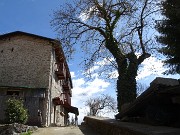 MONTE ZUCCO (1232 m) ad anello da casa-Zogno (300 m) con festa di fiori (17mar21)  - FOTOGALLERY